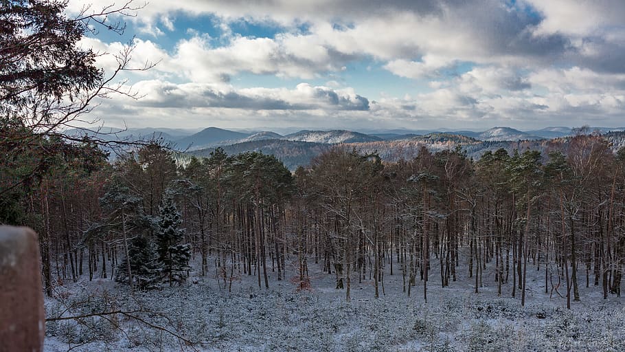 winter, forest, nature, snow, landscape, trees, cold, scenic HD wallpaper