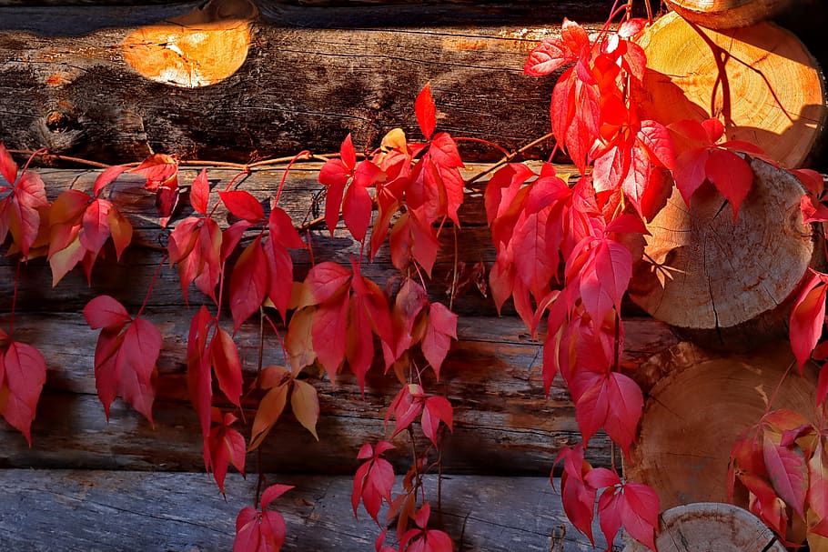 wine, red, fall color, leaf, fall foliage, no people, day, nature HD wallpaper