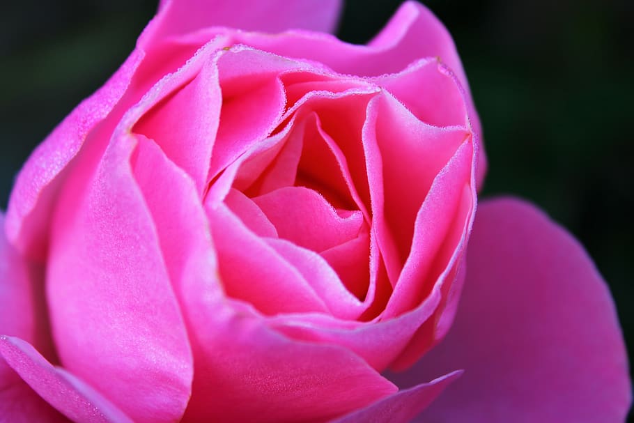 pink rose, feeling, the roses bloom, flower, pink roses, roses flowers, HD wallpaper