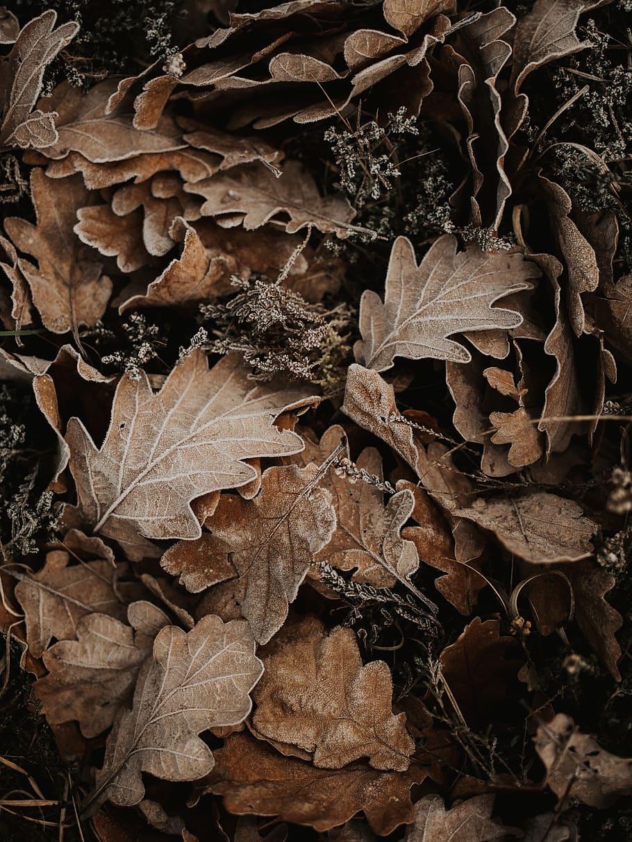 brown dried leaves display, leaf, plant, tree, maple leaf, fungus HD wallpaper