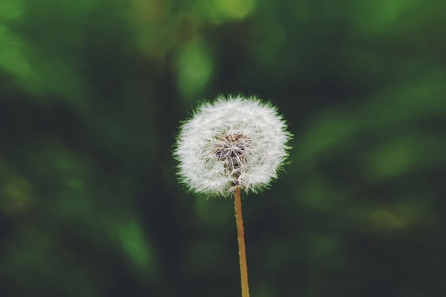 flower, simple, one, dandelion, plant, fragility, vulnerability HD wallpaper