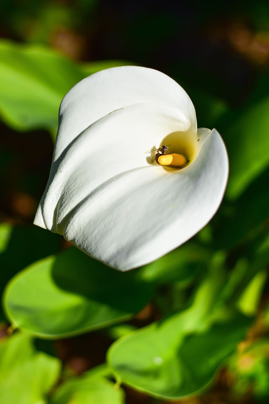 arum lily, flower, leaf, nature, bee, bloom, insect, environment