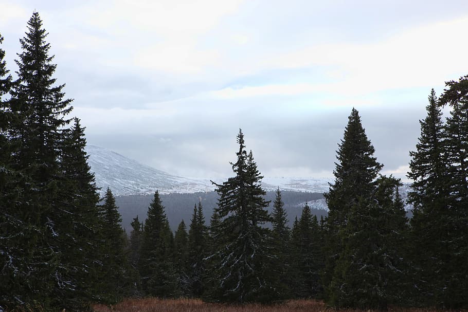 mountains, trees, pine, landscape, woods, nature, plant, beauty in nature HD wallpaper