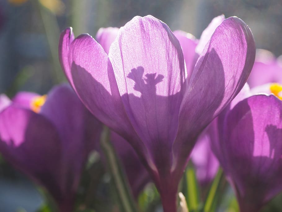 crocus, flower, backlighting, blossom, bloom, violet, purple HD wallpaper