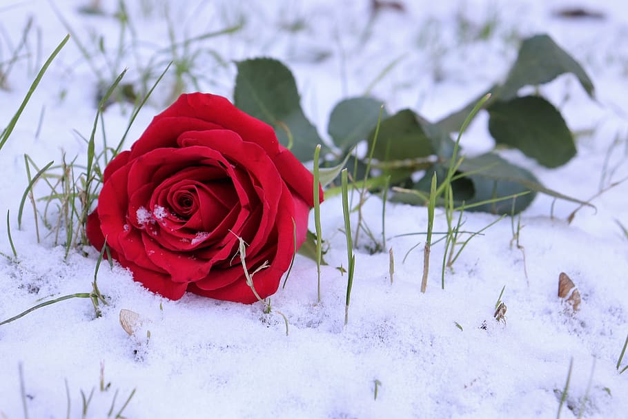 red rose in snow, grass, love symbol, winter, romantic, snowflakes, HD wallpaper