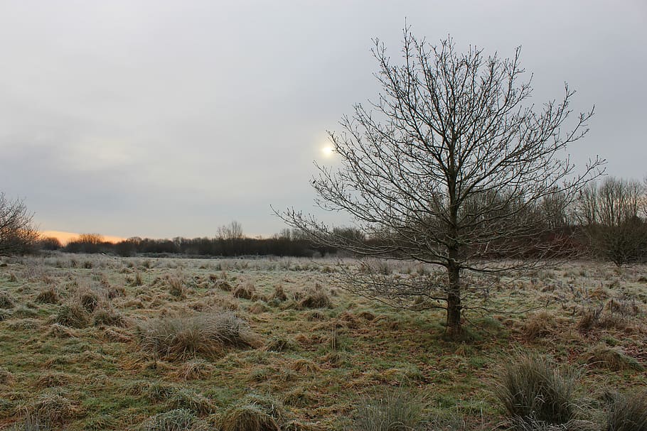 winter, tree, nature, landscape, cold, wintry, sky, idyllic HD wallpaper