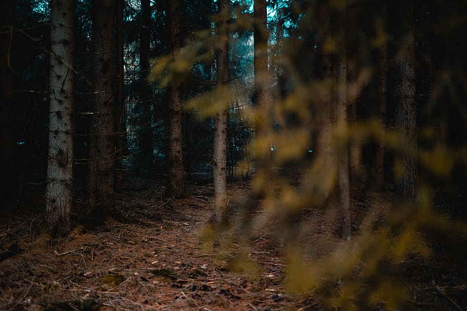 tall trees under daylight, forest, plant, land, trunk, tree trunk HD wallpaper