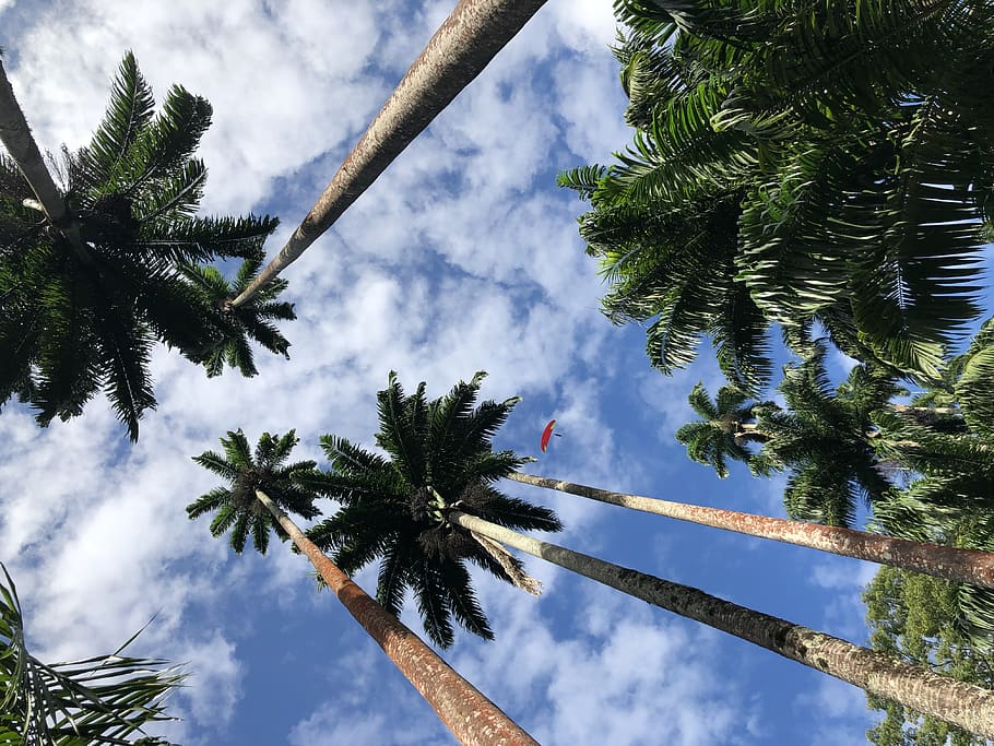 summer, tree, arecaceae, plant, tropical, utility pole, glider HD wallpaper