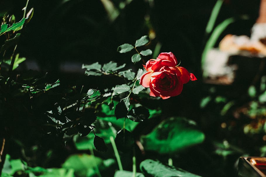 Closeup Photography of Red Rose, beautiful, bloom, blooming, blossom HD wallpaper