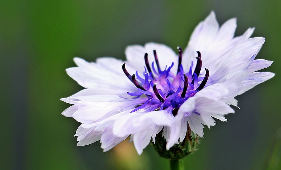 corn, cornflower, fresh, nature, fragrance, garden, blooming HD wallpaper