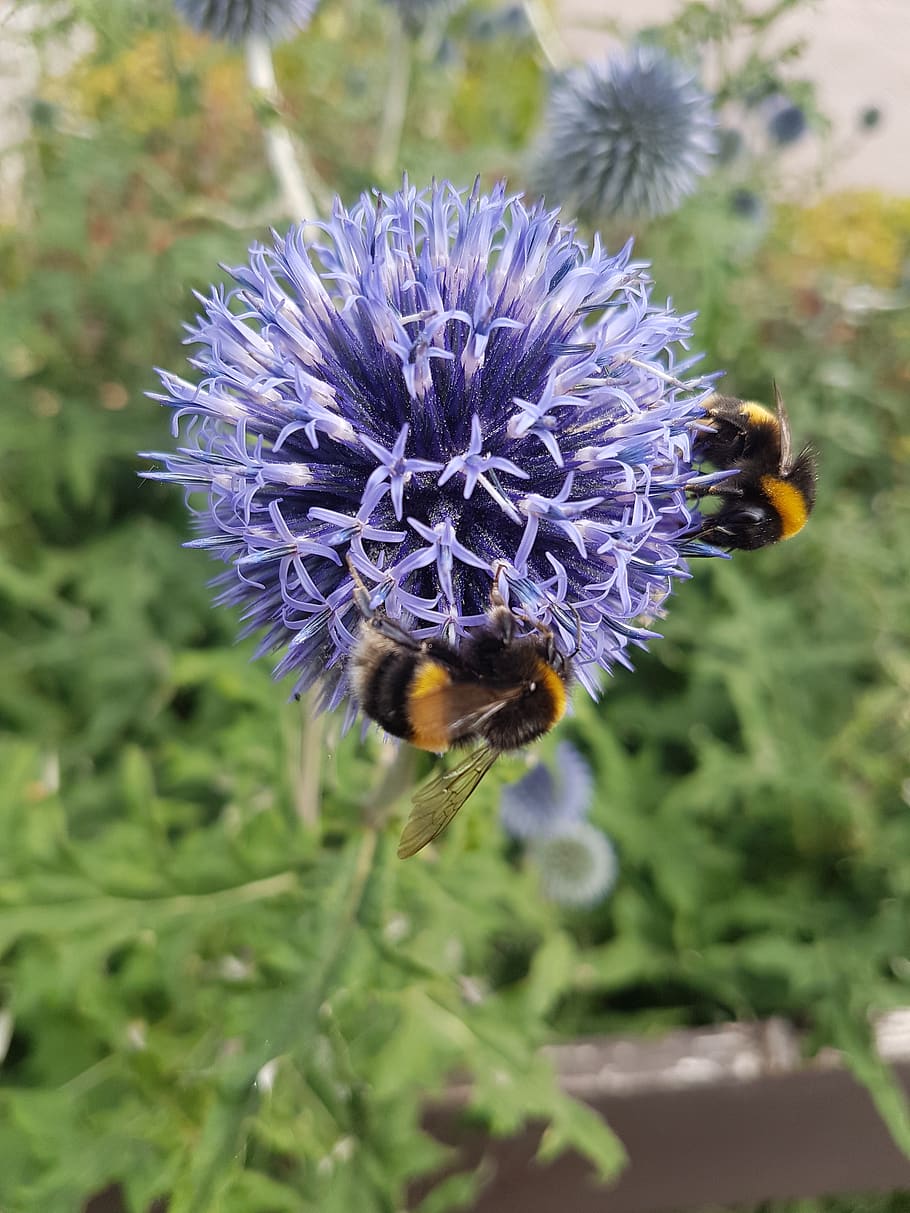 bees, nature, summer, flowering plant, fragility, vulnerability HD wallpaper