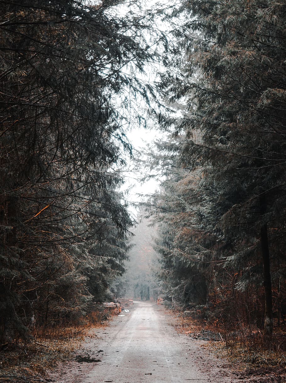 gray concrete road between green leaf trees during daytime, path HD wallpaper