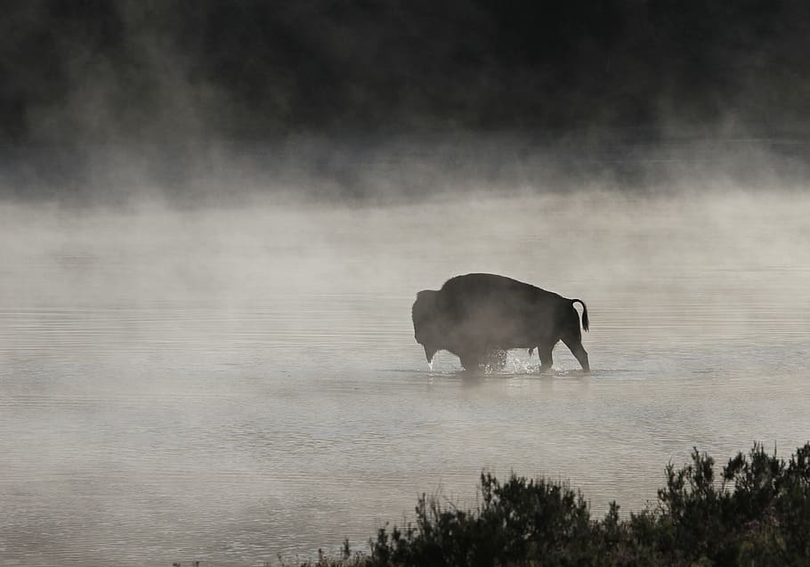 river, water, flow, lake, bison, wild, animal, nature, jungle HD wallpaper