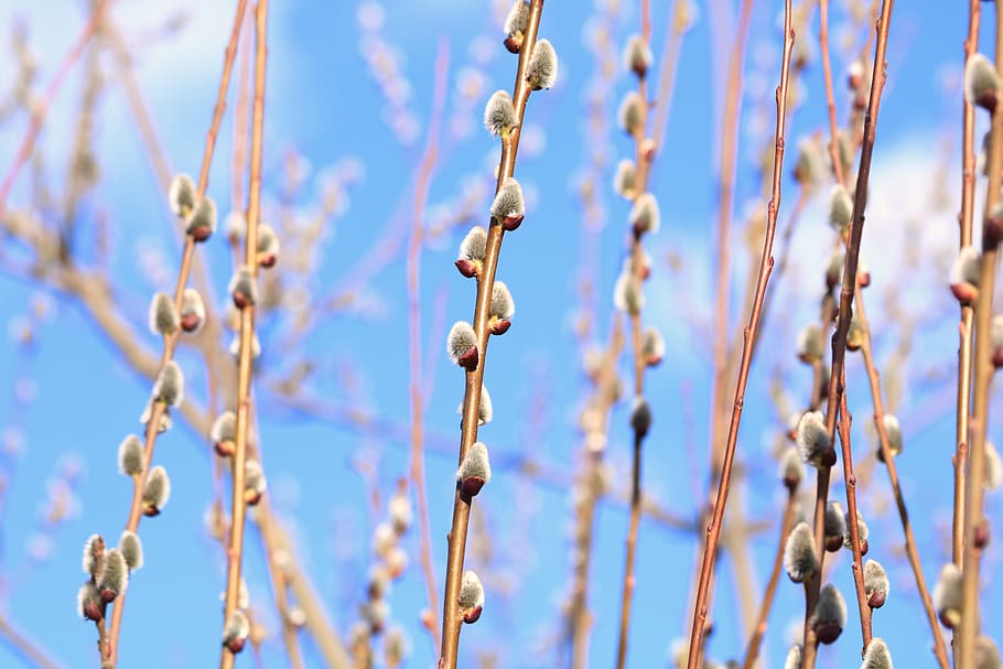 willow, cats, flowering, spring, tree, nature, branches, plant HD wallpaper