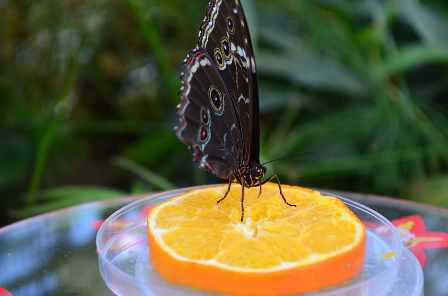 butterfly, summer, orange, flight insect, beautiful, nature HD wallpaper