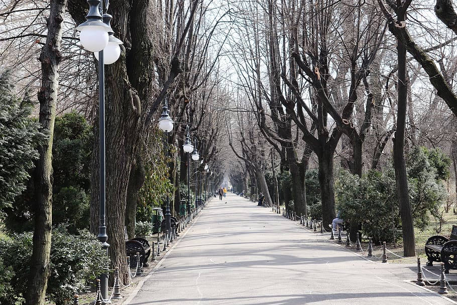 park, bucharest, ro, romania, trees, nature, landscape, cismigiu HD wallpaper