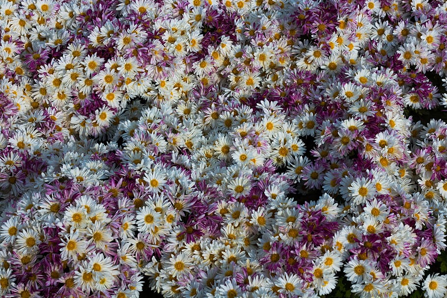 white daisy flower bed eagle eye view, tehran, iran, forest, tree HD wallpaper