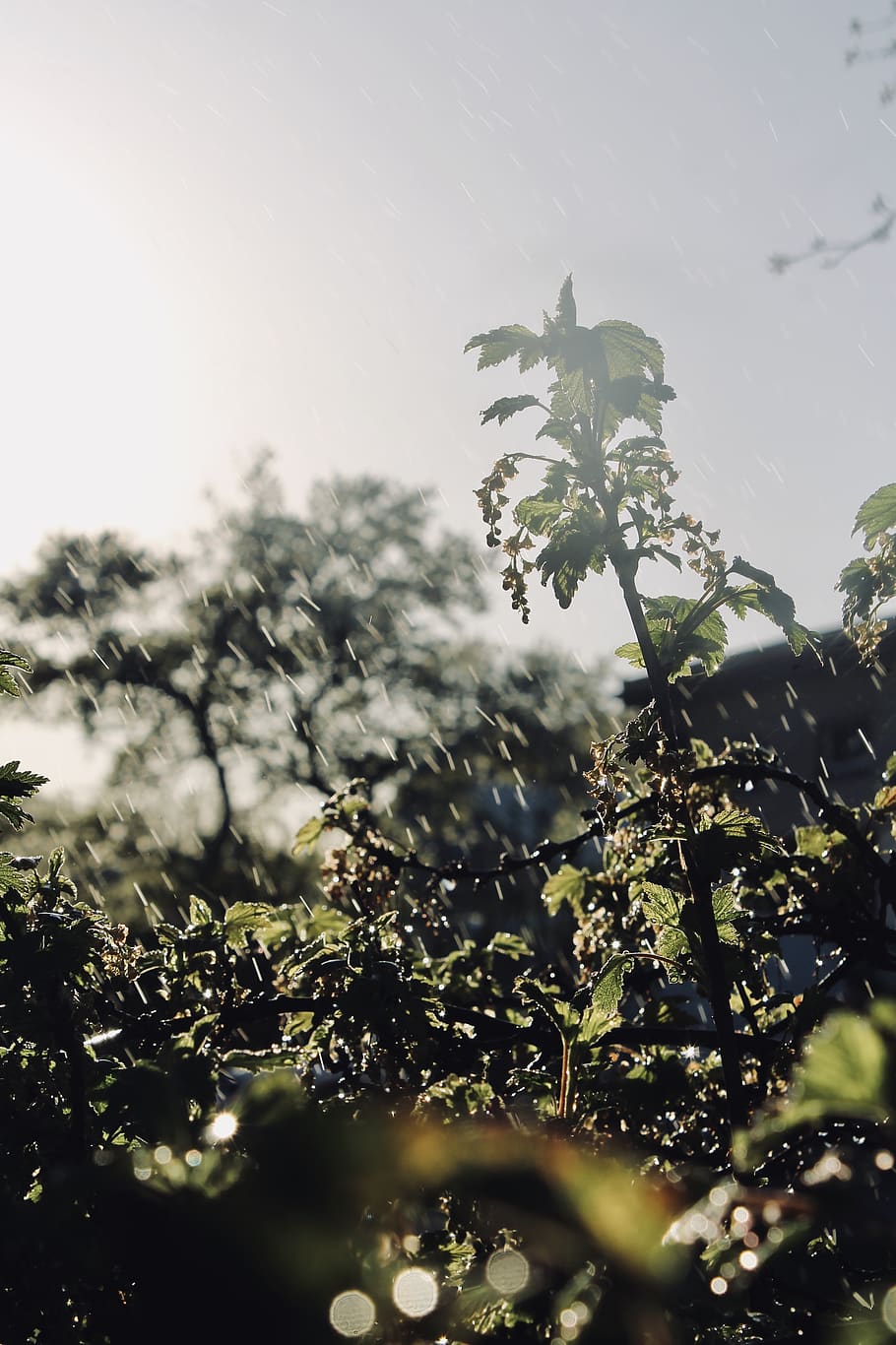 HD wallpaper: plant, tree, summer, animal, green, colours, rainy, nice,  sunny | Wallpaper Flare