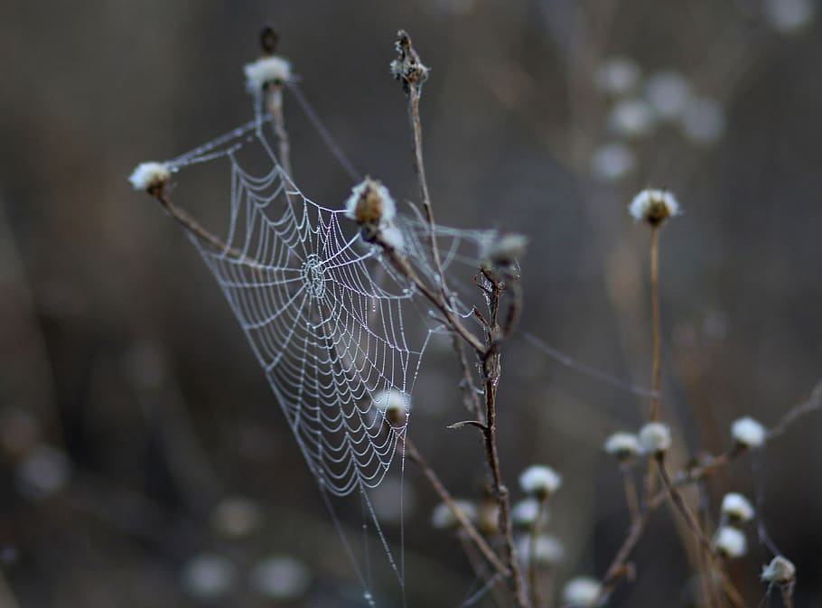 spider web, drops, dew, morning, autumn, water, wet, fragility HD wallpaper