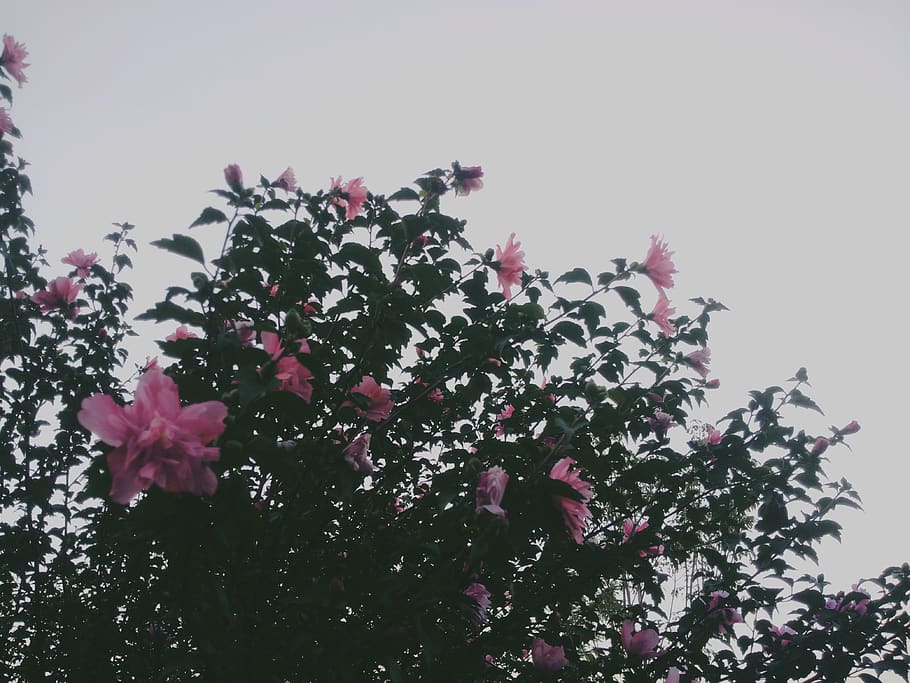 flower, china, plant, flowering plant, growth, pink color, vulnerability HD wallpaper