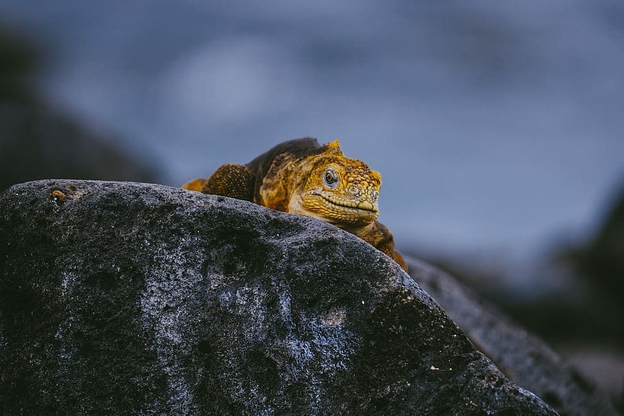 Iguana on Rock, animal, animal photography, close-up, daylight HD wallpaper