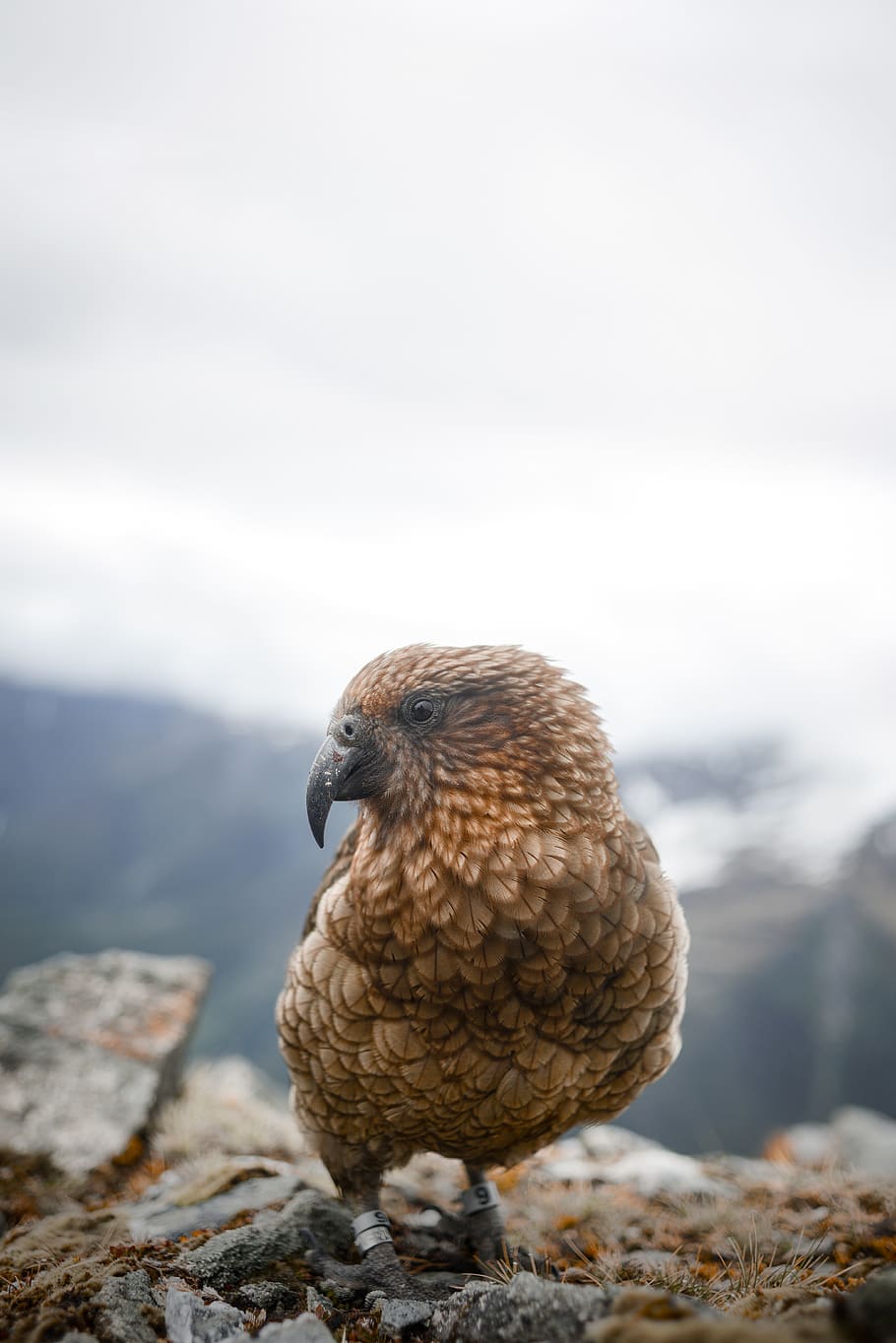 kea parrot, one animal, bird, animal wildlife, animals in the wild HD wallpaper