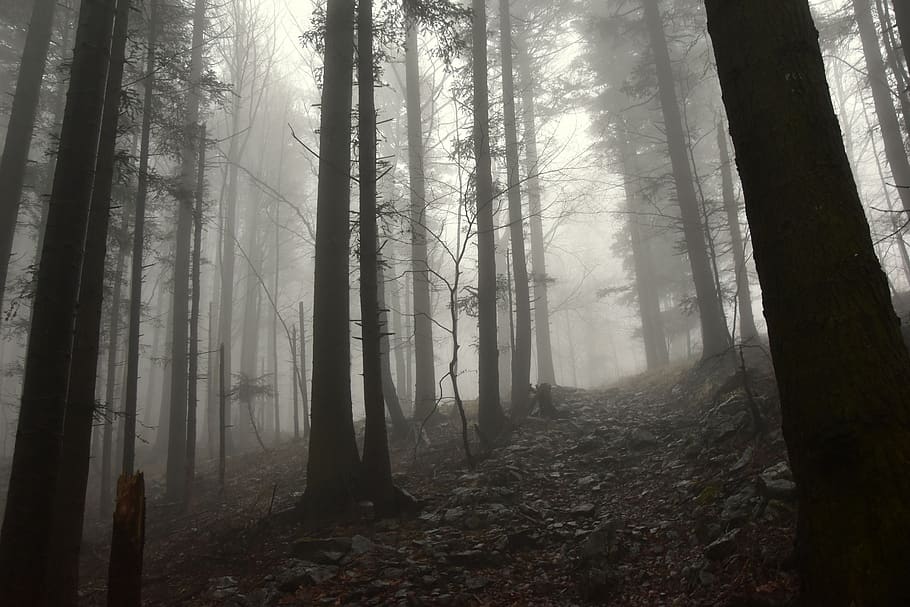 forest, tree, land, trunk, tree trunk, fog, plant, woodland HD wallpaper