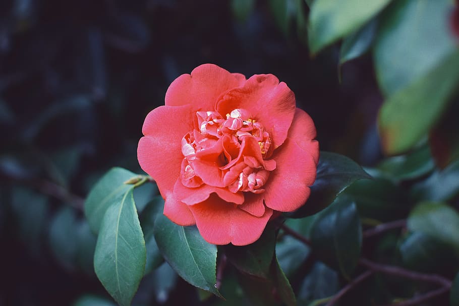 red flowers, plant, rose, blossom, geranium, petal, pollen, acanthaceae HD wallpaper