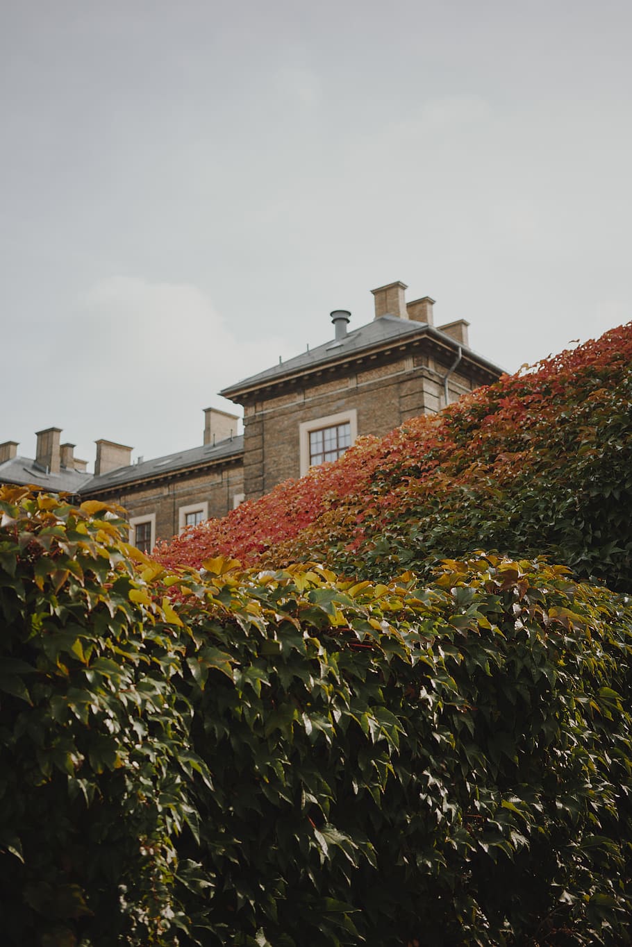 brown concrete building, plant, flora, ivy, copenhagen, denmark HD wallpaper