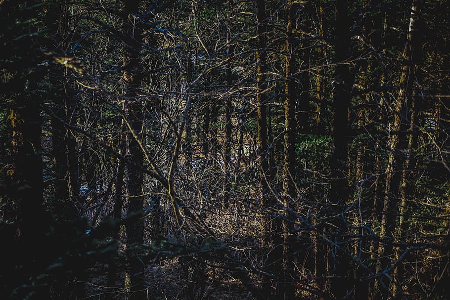 bare tree lot, plant, vegetation, outdoors, woodland, forest HD wallpaper