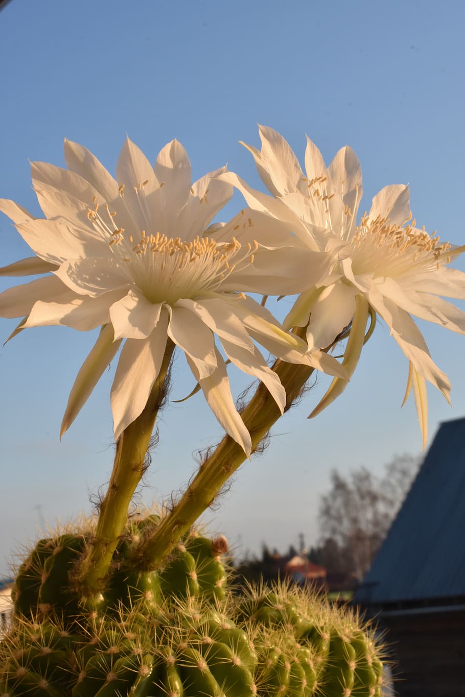 cactus, bloom, flowers, flora, nature, scratchy, plant, growth HD wallpaper