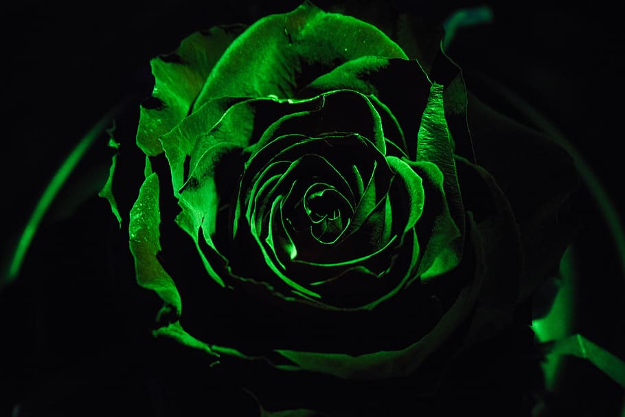 rosa, dark, black, background, night, decoration, green color HD wallpaper