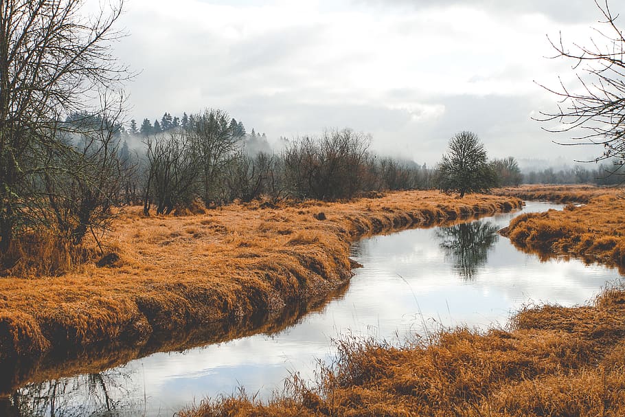 river beside trees, plant, water, beauty in nature, tranquil scene HD wallpaper
