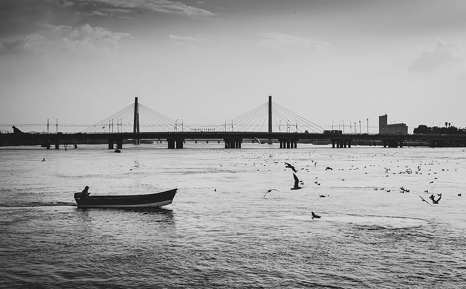 grayscale photography of birds above body of water near boat near gray cable-stayed bridge, HD wallpaper