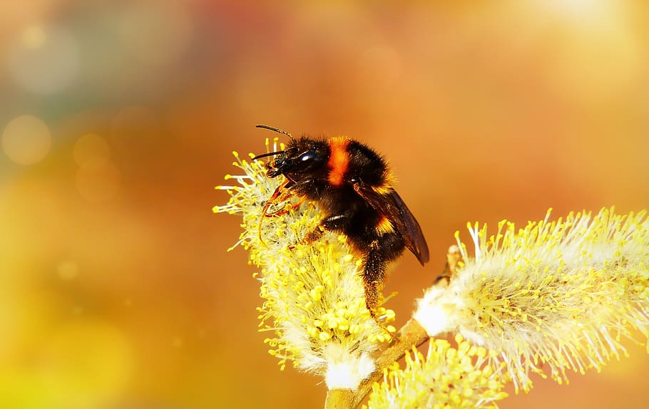 cat, bazia, insect, bumblebee, spring, seasons of the year HD wallpaper
