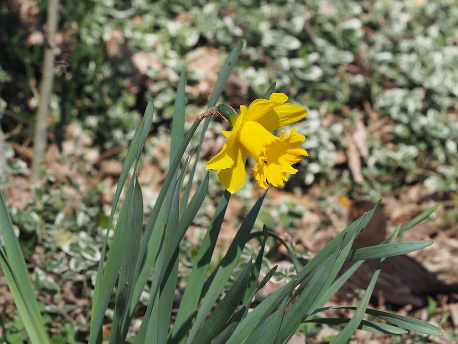 spring, daffodil, yellow, flower, nature, blossom, bloom, plant HD wallpaper