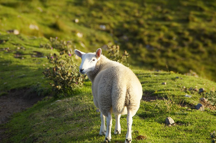 HD wallpaper: sheep, scotland, highlands and islands, nature, animal