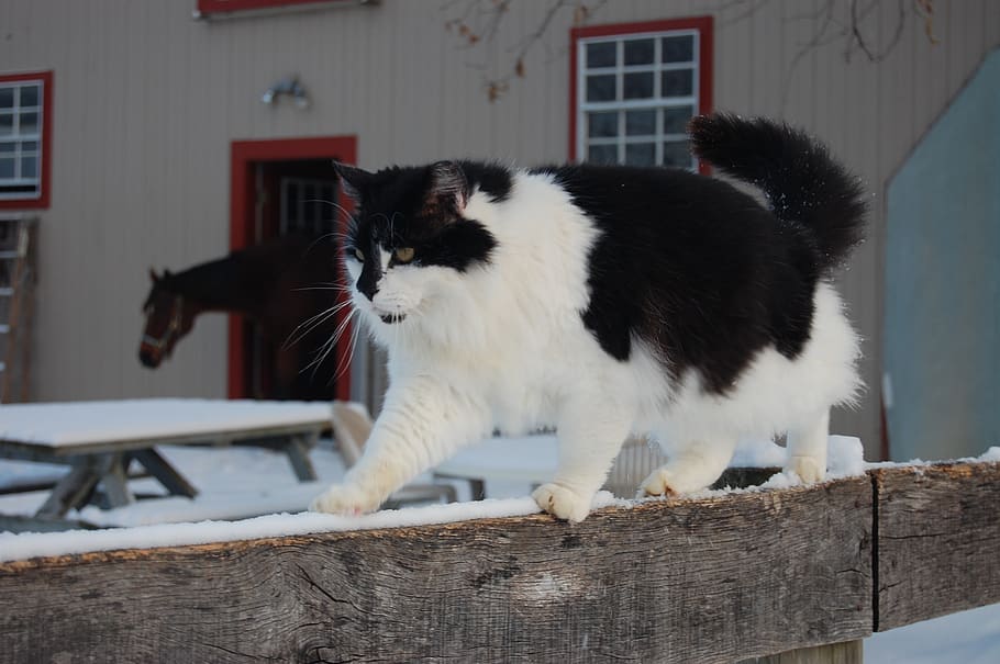 cat, barn, farm, animal themes, domestic, one animal, pets HD wallpaper