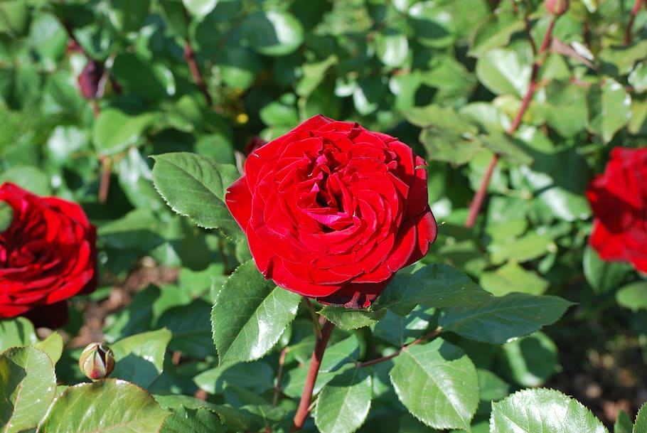 rose, plant, blossom, flower, leaf, petal, vegetation, geranium HD wallpaper