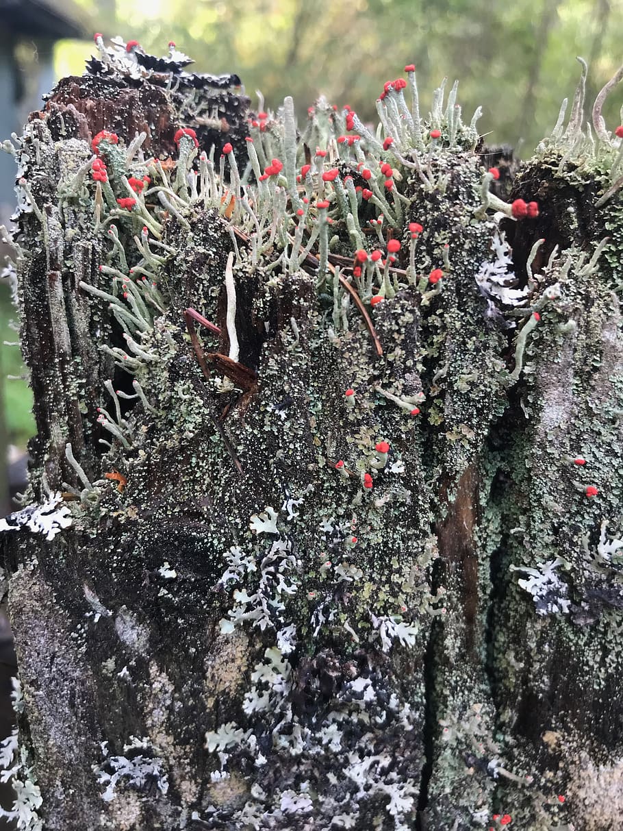 outdoors, nature, plant, ice, russia, толмачево, парк ул. HD wallpaper