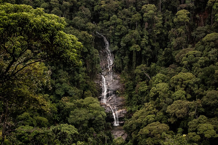 waterfalls between trees during daytime, plant, forest, beauty in nature HD wallpaper