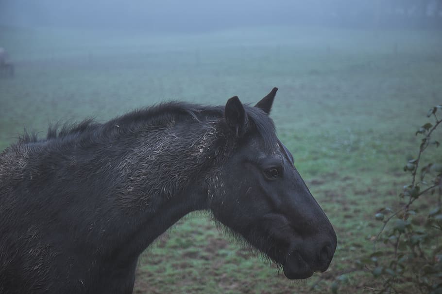 horse, mist, animal, animal themes, mammal, domestic animals HD wallpaper