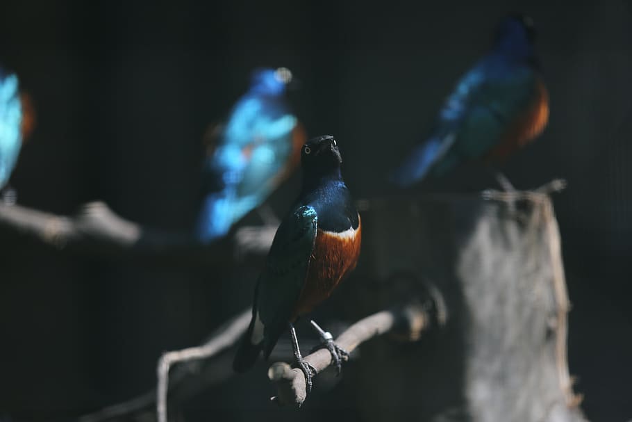 Robin Vs Blue Jay HD 720p 