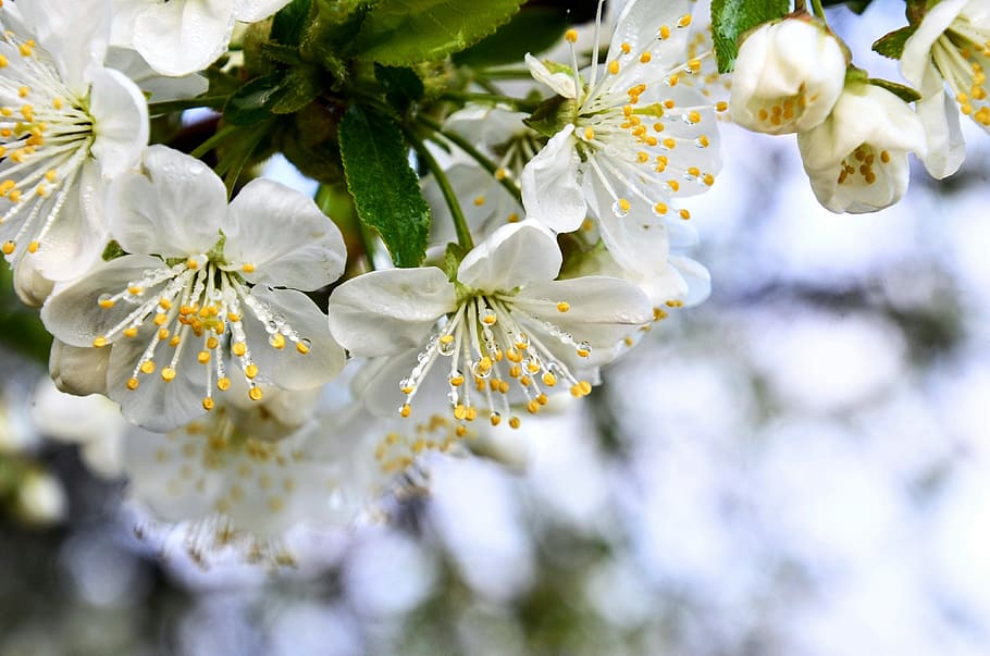 dawn, dew, spring, flower, just add water, nature, fruit tree HD wallpaper