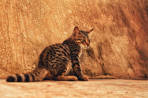 brown tabby kitten, pet, cat, mammal, animal, manx, kolkata, india HD wallpaper