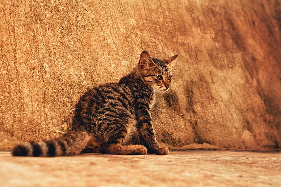 brown tabby kitten, pet, cat, mammal, animal, manx, kolkata, india HD wallpaper