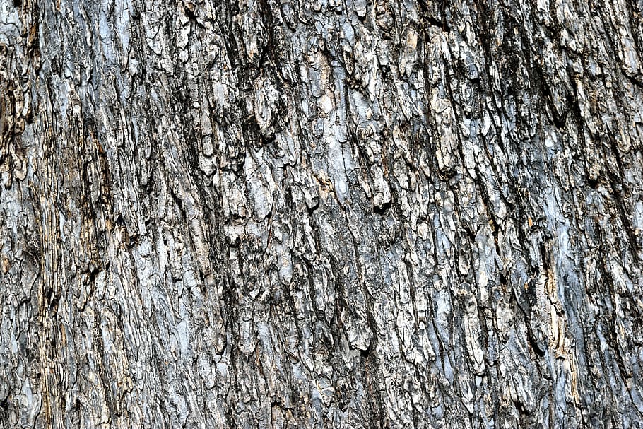 tree back, background, texture, pattern, nature, forest, landscape HD wallpaper
