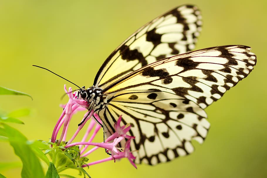 butterfly, moth, insect, macro, close up, nectar, pollen, flower HD wallpaper