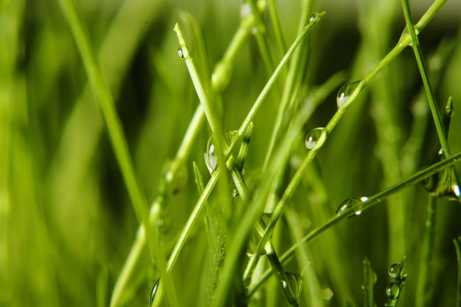 background, grass, wet, green, close, up, rain, spring, eco HD wallpaper