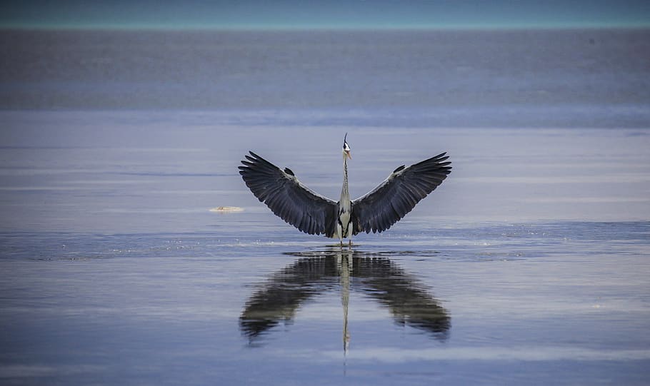 heron bird on water, animal, anhinga, waterfowl, stork, cormorant, HD wallpaper